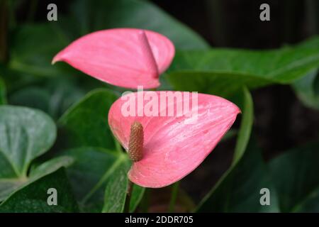 Anthurium 'Pink Champion'. Anthurium 'Antinkeles'. Flamingo Flower 'Antinkeles' / 'Pink Champion'. Tail flower 'Pink Champion' / 'Antinkeles' Stock Photo