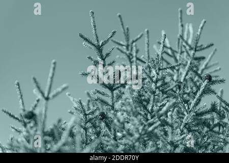 Natural branches with cones of Christmas tree in pine forest. Concept Xmas image coloring in trend Tidewater Green color of year 2021. Fir branches Stock Photo