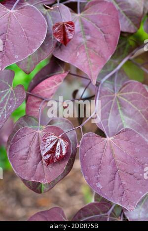 Brightly coloured maroon leaves of Cercis canadensis 'Ruby Falls'. Redbud 'Ruby Falls'. Eastern Redbud Ruby Falls Stock Photo