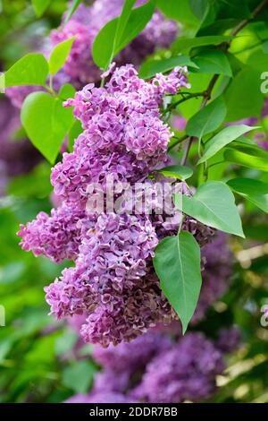 Scented purple flowers of common Lilac, French Lilac 'Dr. Charles Jacobs'. Syringa vulgaris Stock Photo