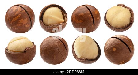 Macadamia nuts isolated on white background with clipping path Stock Photo