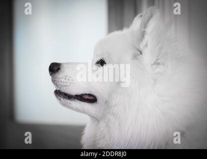 Portrait of beautiful white Samoyed dog. Stock Photo