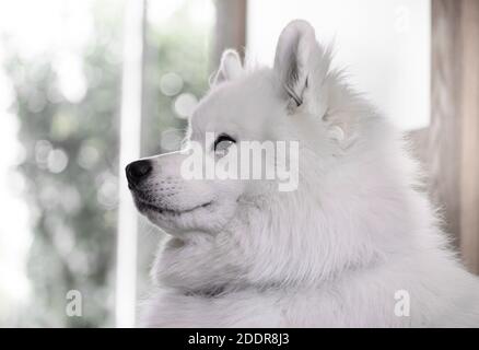 Portrait of beautiful white Samoyed dog. Stock Photo