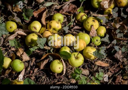 Windfall apples lying on the ground in woods in England. Stock Photo