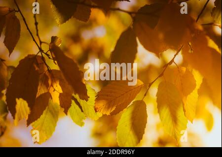 Sun shining through leaves in a wood in England. Stock Photo