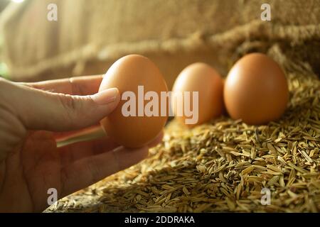Man’s hand picking an egg from husk for cooking. Golden light photo. Stock Photo