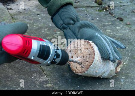 Drilling holes in a log to make a bee hotel, bug house Stock Photo