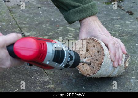 Drilling holes in a log to make a bee hotel, bug house Stock Photo
