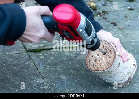 Drilling holes in a log to make a bee hotel, bug house Stock Photo