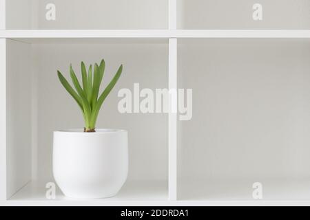 Hyacinth plant in a white pot. Flower on a rack. Interior background. Stock Photo