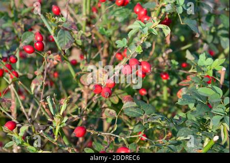 Wild rose (Rosa spp.) with ripe rose hips, Greater Sudbury, Ontario ...