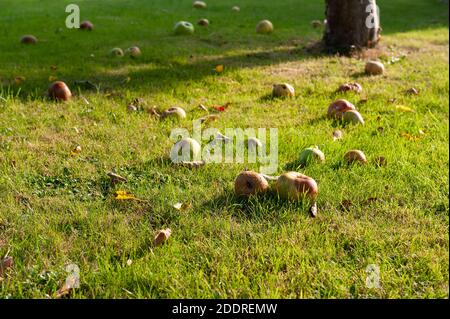 Bramley cooking apples windfall on lawn in autumn with seasonal sunshine and warmth in glowing rays Stock Photo