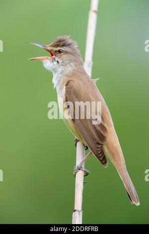 Great Reed Warbler (Acrocephalus arundinaceus), side view of an adult singing from a reed, Campania, Italy Stock Photo