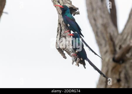 Green Wood Hoopoe (Phoeniculus purpureus), two adults perched on deaed branch, Mpumalanga, South Africa Stock Photo
