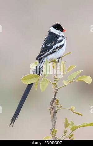 Pin-tailed Whydah (Vidua macroura), adult male in almost complete breeding plumage perched on a branch, Mpumalanga, South Africa Stock Photo