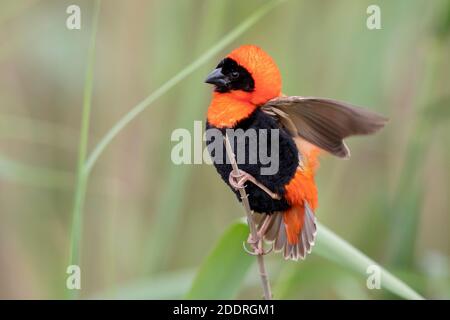 Southern Red Bishop (Euplectes orix), side view of an adult male in breeding plumage perched on a a stem, Western Cape, South Africa Stock Photo