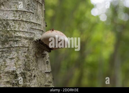 Bracket fungus - Birch Polypore (Piptoporus betulinus) Stock Photo
