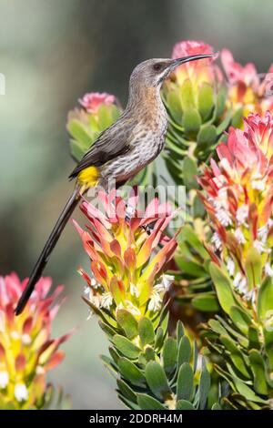Cape Sugarbird (Promerops cafer), adult male perched on a flower, Western Cape, South Africa Stock Photo