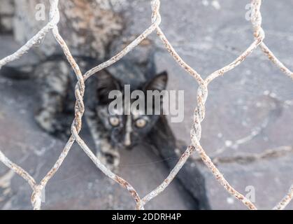 Feral cat/kitten behind wire fence. Stock Photo