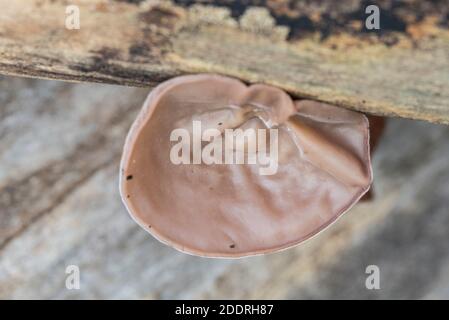 Fungus - Jews/ Judas or Jelly Ear (Auricularia auricula-judae) Stock Photo