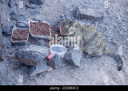 Feral cat feeding on food left out by member of public Stock Photo