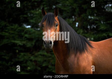 Old Appaloosa horse Stock Photo - Alamy