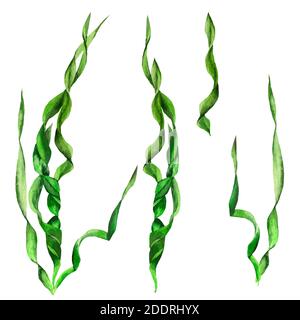 set of green algae leaves in watercolor on transparent background Stock Photo