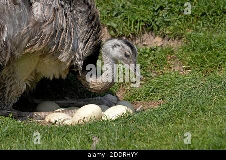 American Rhea, rhea americana, Female standing on Nest, with Eggs Stock Photo