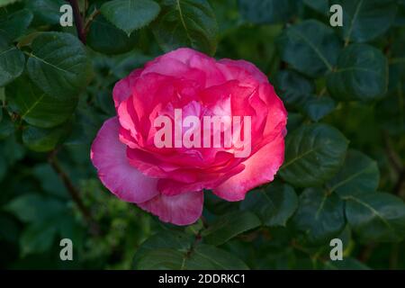 A single rose bloom (Rosa sp.) back lit and showing its rose-pink colours against a background of leaves, Berkshire, June Stock Photo