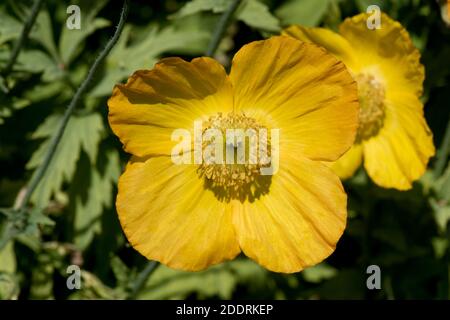 yellow orange flowers of Welsh poppy (Meconopsis cambrica) and plant leaves in a country garden, Berkshire, May Stock Photo