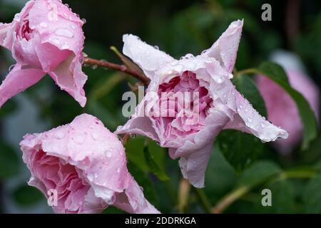 Pink rose (Rosa sp.) flowers covered with rain dropland showing early and advancing signs of grey mould (Botrytis cinerea) spotting, June Stock Photo