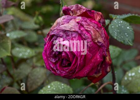 Red rose (Rosa sp.) flowers covered with rain dropland showing advancing signs of grey mould (Botrytis cinerea) spotting and necrosis, June Stock Photo