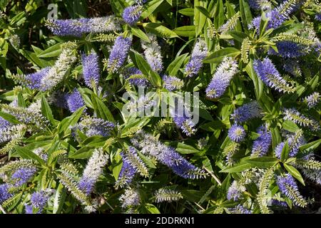 Spiked inflorescences of flowers on Hebe 'Midsummer Beauty' blue aging to white a garden shrub with shiny lanceolate leaves, Berkshire, June Stock Photo