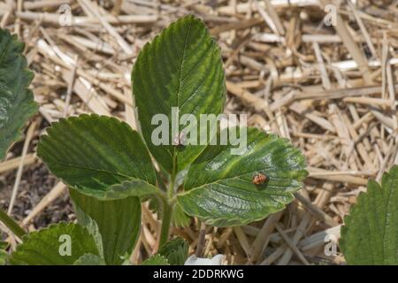 Seven-spot ladybird (Coccinella punctata) pupae attached to the leaves of a strawberry (Fragaria x) soft fruit plant, Berkshire, June Stock Photo
