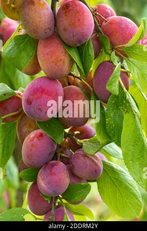 Purple green, prolific and fruitful ripening plums variety Victoria on the tree in summer, Berkshire, JUne Stock Photo