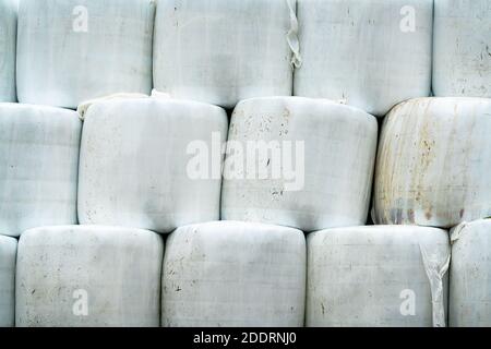 Silage hay bales wrapped in white plastic, stacked on top of each other. Stock Photo
