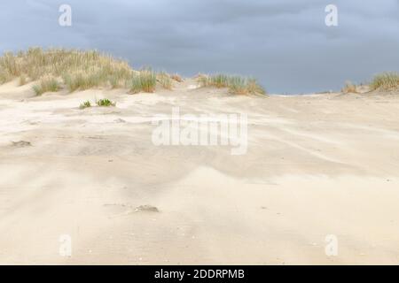 Sand is blowing over the beach on a stormy day forming dunes at the coast in the Netherlands. On top of the dunes grows marram grass. Stock Photo