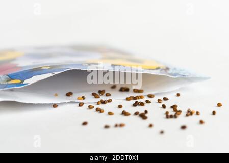 Pansey Seeds Spilled from a Seed Packet Stock Photo