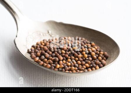 Radish Seeds on a Vintage Spoon Stock Photo
