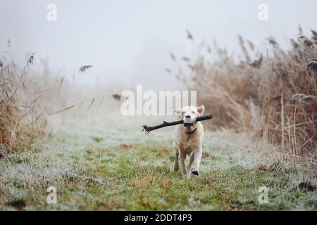 Dog running against autumn landscape in fog. Cute labrador retriever carrying stick in mouth. Stock Photo
