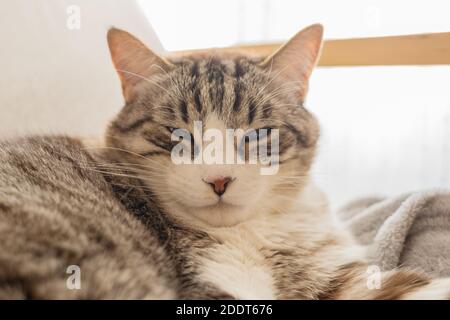 Beautiful Siamese Purebred Cat with Blue Eyes resting on the sofa Stock Photo