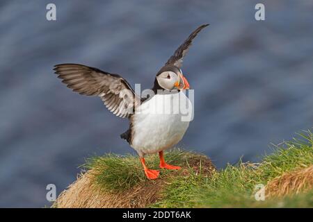 Atlantic puffin (Fratercula arctica) flapping wings in the breeding season in summer Stock Photo