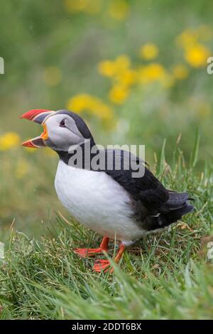 Atlantic puffin (Fratercula arctica) calling in the rain in the breeding season in summer Stock Photo