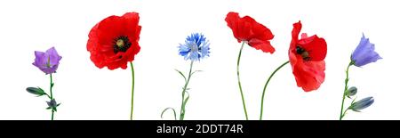 set of various wild flowers on a white isolated background Stock Photo