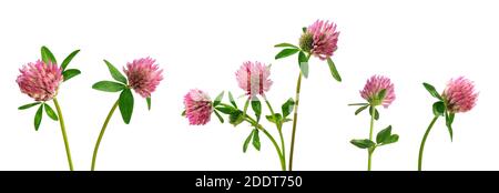 set of pink meadow clover flowers with buds on a white isolated background Stock Photo