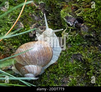 The Edible Snail, Helix pomatia, otherwise known as the Roman snail, Burgundy snail, or escargot. Stock Photo