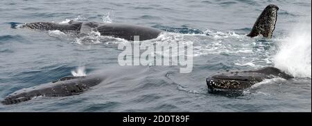 Three humback whales (Megaptera novaeangliae) swim together and appear to be playing by rolling onto their backs and slapping fins on the surface. Sou Stock Photo