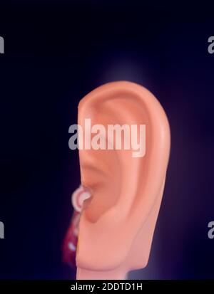 Hearing ear medical teaching model. Stock Photo