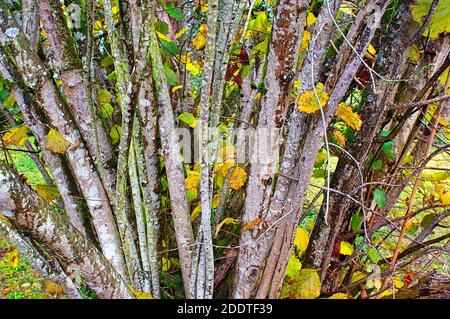 Tree trunks in detail.  The cross-section of a California Hazel (Corylus C. cornuta var. californica) tree in the fall. Stock Photo