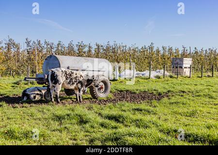 Agricultural farm with two dairy cows, one standing and the other lying next to a water tank, grayish-white fur with black spots, orchard in the backg Stock Photo
